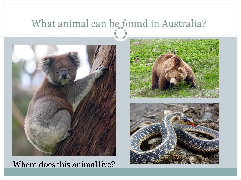 What animal can be found in Australia? Where does this animal live?
